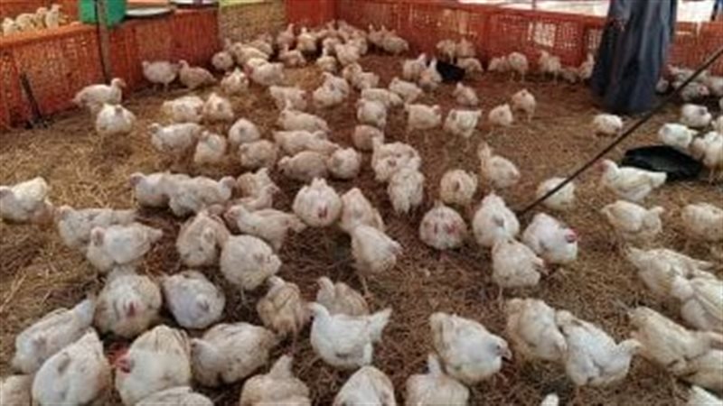 أسعار الدواجن البيضاء
