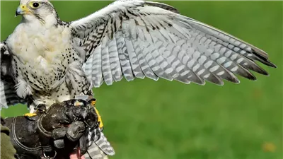 دار الإفتاء توضح حكم بيع الصقر المدرب على الصيد.. فما هو؟