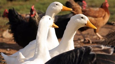 إستقرار في الساسو والبلدي والأمهات.. أسعار الدواجن البيضاء اليوم الثلاثاء 