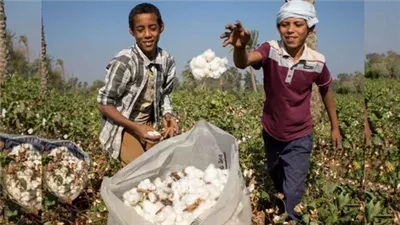 سعر قنطار القطن اليوم الأربعاء.. بعد دعم الحكومة لصناعة الغزل