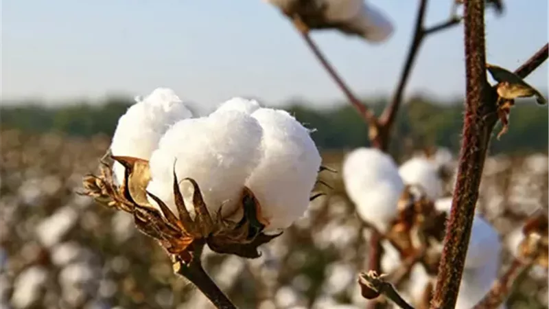 القطن