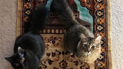 هل لمس القطة ينقض الوضوء وينجس المكان ؟..دار الإفتاء المصرية تجيب 