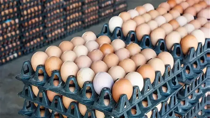 أسعار الطيور والبيض