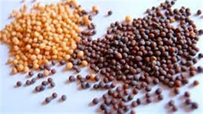 فوائد بذور الخردل للبشرة وطرق استخدامها بشكل صحيح