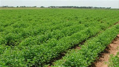 تعرف على سعر الفدان في الريف المصري.. حق الانتفاع أم التمليك؟