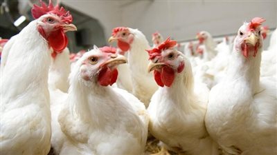 أهم بدائل الدواجن وأسعار الفراخ والبيض اليوم بكافة أنواعهم 