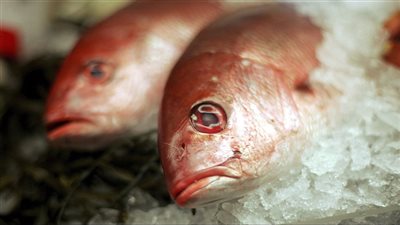 تعرف على أسعار الأسماك اليوم الجمعة 27 ديسمبر 2024 بالسوق 