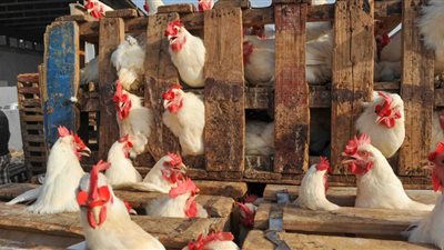 أسعار الدواجن .. سعر الفراخ والبط اليوم الأربعاء 25 -12-2024