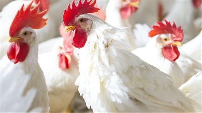 بشرى للمستهلكين.. لا زيادات جديدة في أسعار الدواجن بـ 2025