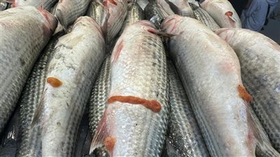 أسعار الأسماك اليوم الخميس 26 ديسمبر 2024 بسوق العبور