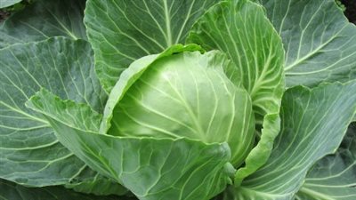 إستغل فوائده في هذا الفصل.. فوائد الكرنب المذهلة والكثيرة