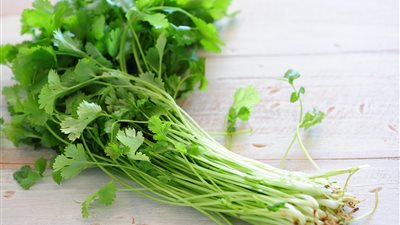 الكزبرة الخضراء.. فوائد متعددة لمرضى السكري وتحسين الصحة العامة