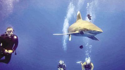 وفاة سائح وإصابة آخر في هـ ـجوم سمكة قرش في البحر الأحمر