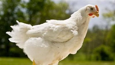 أسعار الفراخ البيضاء اليوم الإثنين 30 ديسمبر 2024 في بورصة الدواجن