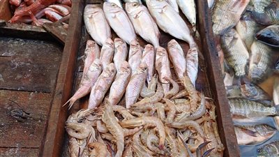 أسعار الأسماك والجمبري اليوم الأحد 26 يناير 2025.. اعرف سعر البلطي