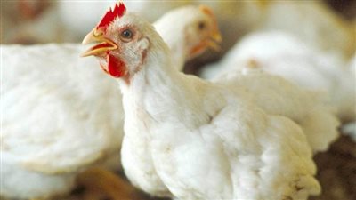 إستقرار أسعار الدواجن البيضاء اليوم الثلاثاء .. أسعار الطيور والبيض 
