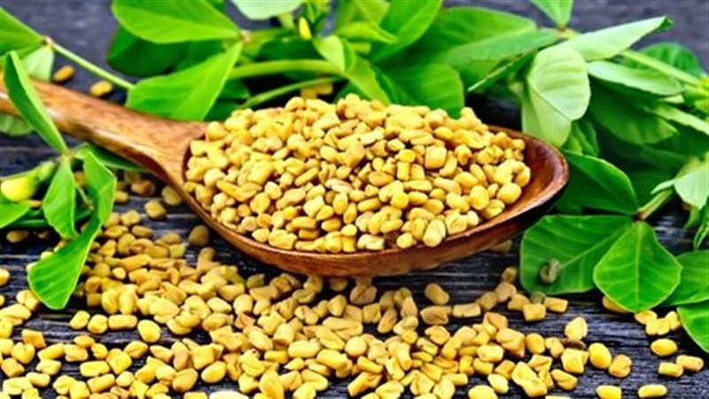 الحلبة