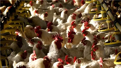 بورصة الدواجن الرئيسية اليوم.. سعر الفراخ والبط اليوم الأربعاء 1-1-2025