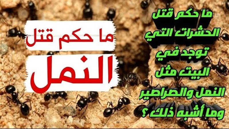 حكم قتل الحشرات المنزلية