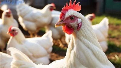 ‎أسعار الفراخ والبط اليوم الأحد 12-1-2025 في الأسواق ..الدواجن في مصر