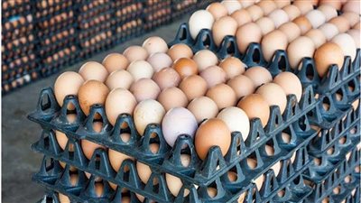 سعر كرتونة البيض اليوم للمستهلك.. وتوقعات لارتفاعات قادمة