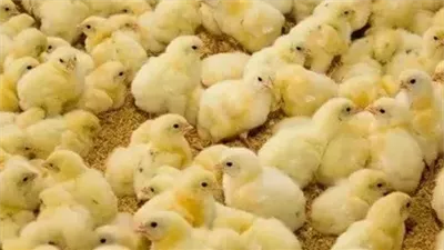 سعر الكتكوت الأبيض اليوم الثلاثاء 7 يناير 2025 في الأسواق