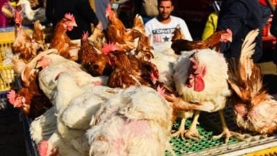 ‎الدواجن في مصر.. أسعار الفراخ والبط اليوم السبت 11-1-2025 في الأسواق