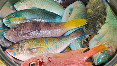 الدنيس والشعور والبغبغان.. فوائد مذهلة تحتويها أرخص أنواع السمك 