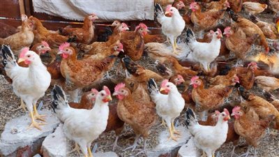 أسعار الفراخ والبط اليوم الأربعاء 15-1-2025 في الأسواق ..الدواجن في مصر