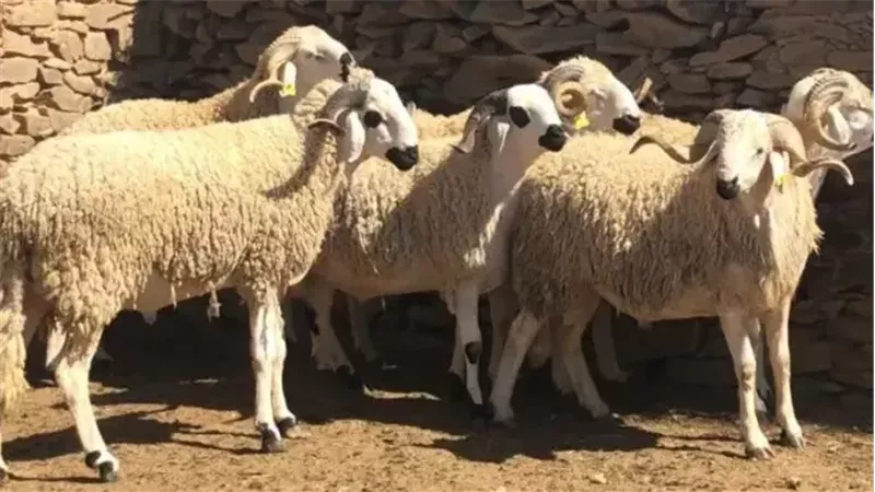 الغاء الأضحية في
