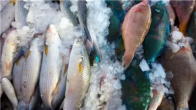 تعرف على أسعار السمك والجمبري اليوم الأحد 12 يناير 2025