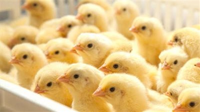 ارتفاع سعر الكتكوت اليوم الأحد في بورصة الدواجن.. الأبيض وصل 40 جنيهًا