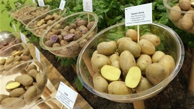 بورصة الخضروات.. ما هو سعر كيلو البطاطس اليوم؟ 