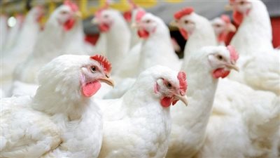 ارتفاع ملحوظ في أسعار الدواجن البيضاء اليوم الإثنين والكتاكيت 