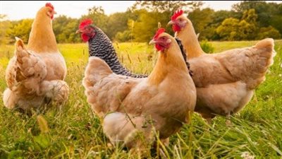 رمضان 2025.. استقرار ملحوظ في أسعار الدواجن والبيض والكتاكيت اليوم الثلاثاء