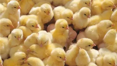 أسعار الكتاكيت في السوق المصري اليوم وتوقعات صادمة خلال رمضان