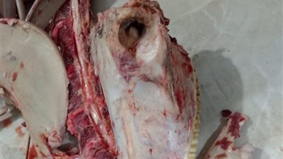 ضبط حصان مذبوح يزن 200 كيلوجرام قبل بيعه للأهالى ببني سويف