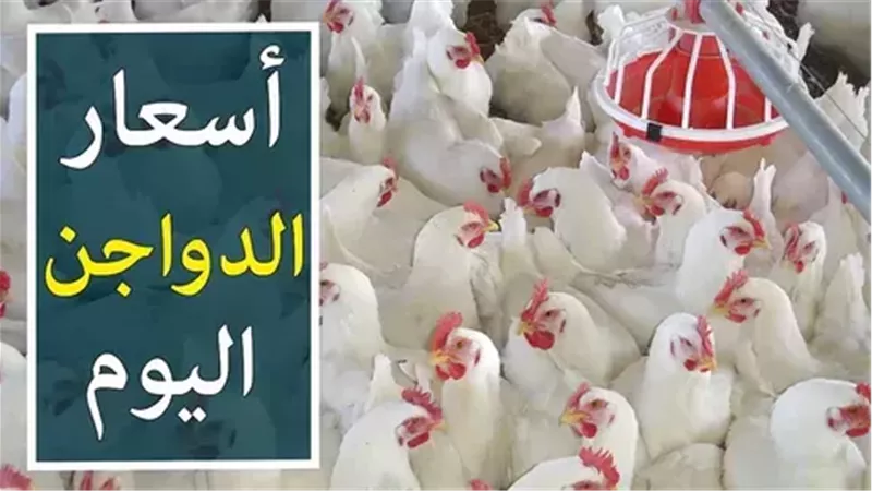 بورصة الدواجن اليوم..
