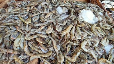 أسعار السمك والجمبري اليوم السبت 18-1-2025 فى سوق العبور للجملة