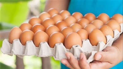 سعر كرتونة البيض للمستهلك اليوم 19 يناير 2025.. وصلت لكام