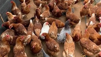 الدواجن فى مصر.. اسعار الفراخ والبط اليوم الأثنين  20-1-2025 بالأسواق