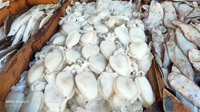 أسعار السمك اليوم الاثنين 20-1-2025 بسوق الجملة