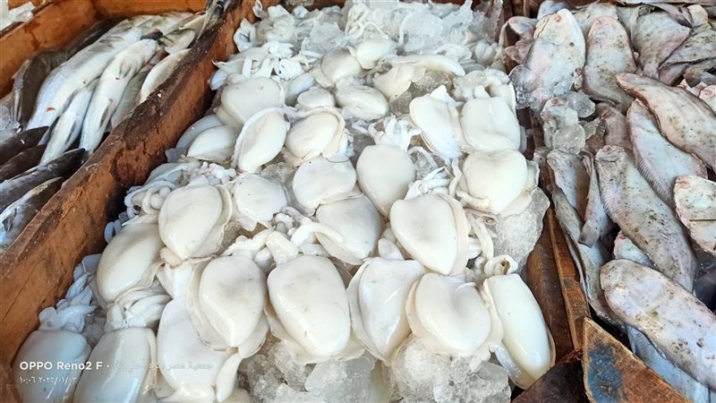اسعار السمك اليوم