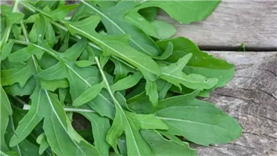 الجرجير.. غذاء صحي أم خطر مخفي؟ استكشف الأضرار المحتملة