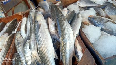 أسعار السمك والجمبرى اليوم الثلاثاء 21-1-2025 بسوق العبور للجمله 