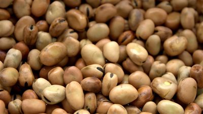 أسعار الفول اليوم الثلاثاء بختام التعاملات.. المدمس بكام