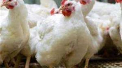 أسعار الفراخ والبط اليوم الأربعاء 22-1-2025 بعد الارتفاع الأخير