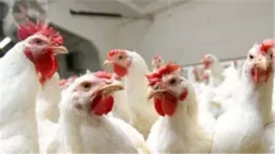 سعر الفراخ البيضاء وتوقعات أسعار الدواجن خلال شهر رمضان