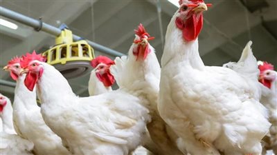 أسعار الفراخ البيضاء اليوم الجمعة 24 يناير 2025 بالاسواق.. البط والكتكوت بكام