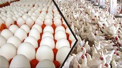 إنفلونزا الطيور تفجر أزمة البيض في الولايات المتحدة 